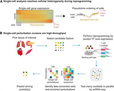 Single-Cell Genomics: Catalyst for Cell Fate Engineering